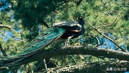 出联（1079）上联：中华腾飞，巾帼英雄创大业，如何对下联？