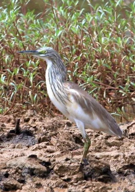 池鹭属的外形特征