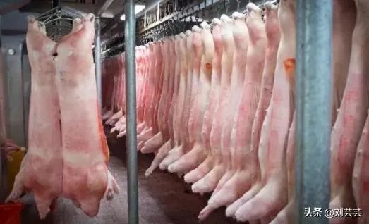 美国市场无肉可卖，为何养殖户却对猪进行安乐死，尸体堆积如山？