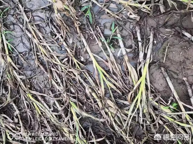 2018年的大蒜到底是会涨价还是会掉价？