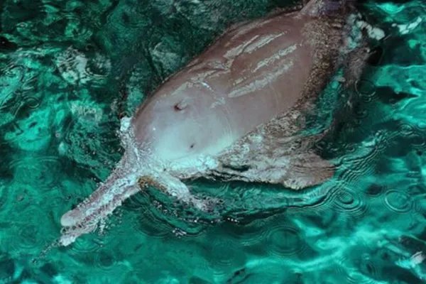 中国濒临灭绝的动物有哪些？它们图片！