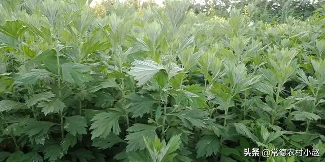 艾草是野生的好还是种植的好?