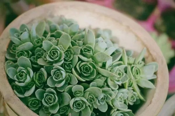 上海中侨职业技术学院是几本？是本科还是专科学校？