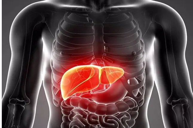 肝区的位置示意图