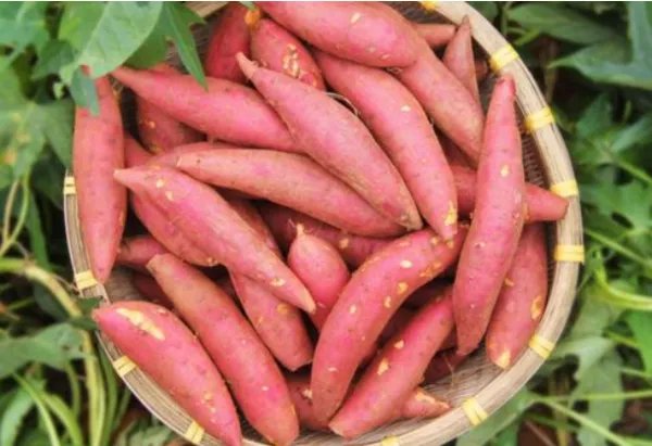 六鳌地瓜的特点