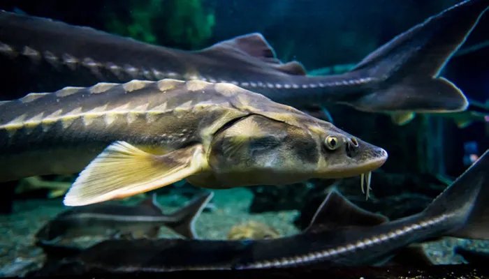 世界十大巨型淡水鱼