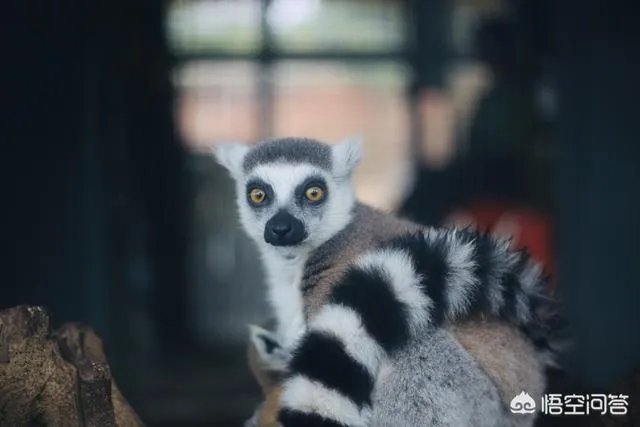 海丝动物园好玩吗