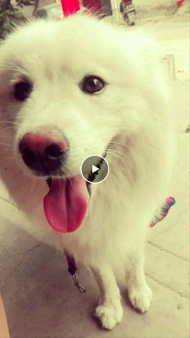 萨摩耶在交警队混吃混喝1个月把交警吃穷了，有这么夸张吗，萨摩耶有多能吃？