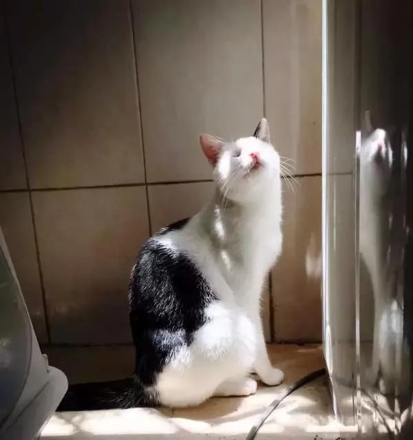 你家的猫做过哪些不可思议的事？