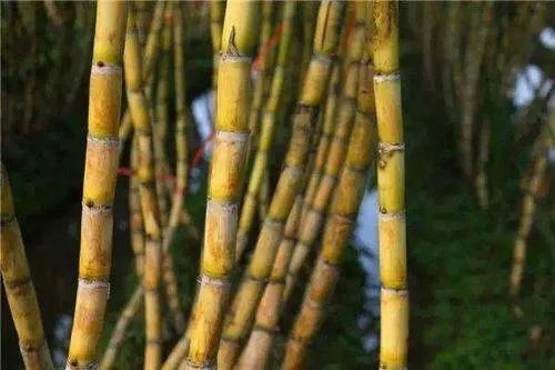 为什么很多水果店都不愿意卖甘蔗？