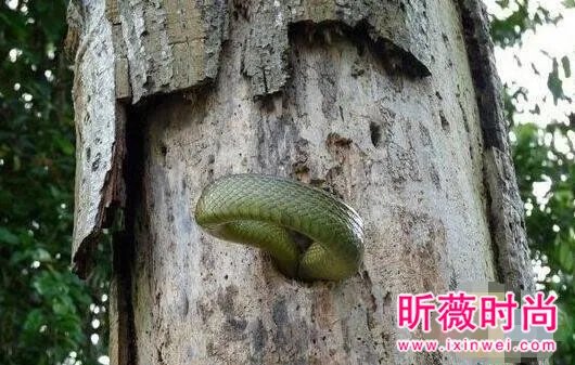 啄木鸟大战3米长毒蛇 下一幕轰动世界（图）