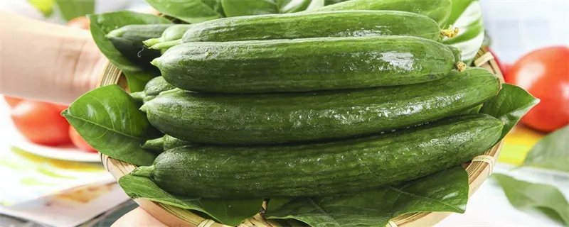 黄瓜苗怎么嫁接 黄瓜苗怎么种植