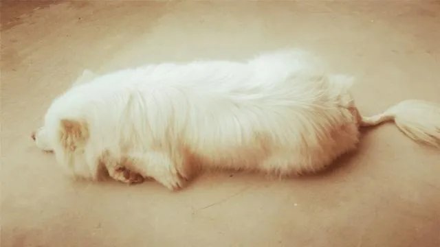 萨摩耶在交警队混吃混喝1个月把交警吃穷了，有这么夸张吗，萨摩耶有多能吃？