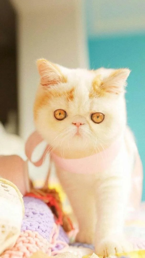 奶猫是不是吃了睡睡了吃？一天要睡多长时间？