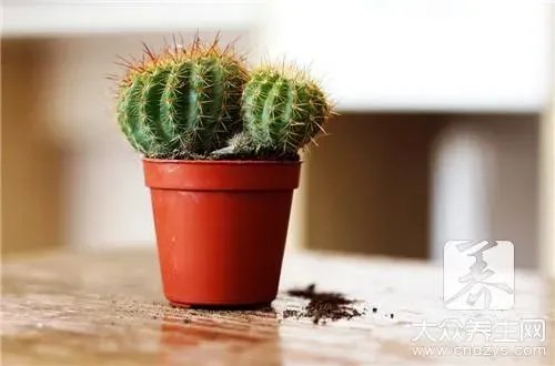 放在电脑前防辐射植物