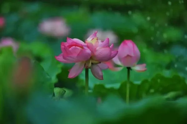 南京玄武湖罕见再现并蒂莲，并蒂莲什么时候开花？